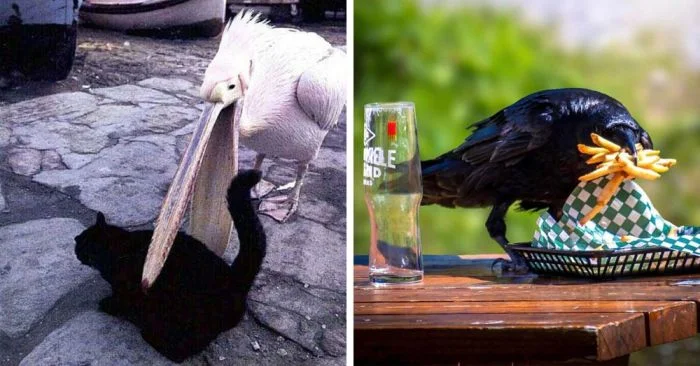 Наглые и бесстыжие: 20 птиц, которые ведут себя ужасно и не раскаиваются