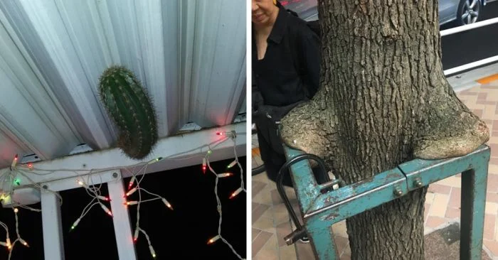 15 ситуаций, когда природа напомнила о себе в мире людей