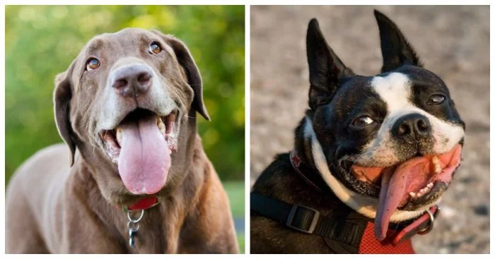 30 собак, высунувших язык и превратившихся в настоящих рок-звёзд