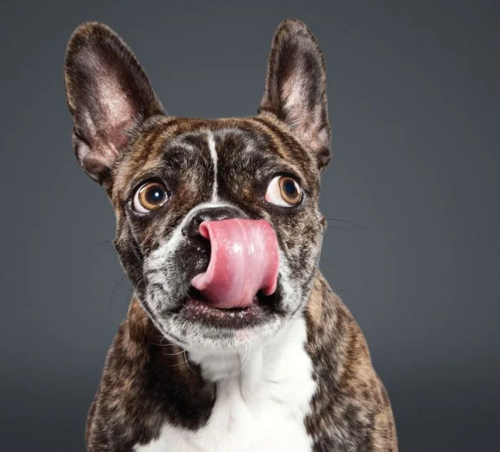 30 собак, высунувших язык и превратившихся в настоящих рок-звёзд