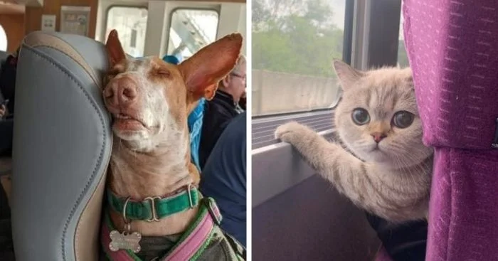 Попутчики, с которыми поездка стала ярче