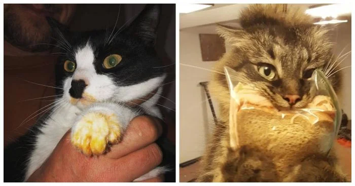 25 пушистых обманщиков, которые виртуозно изображают голод ради угощений