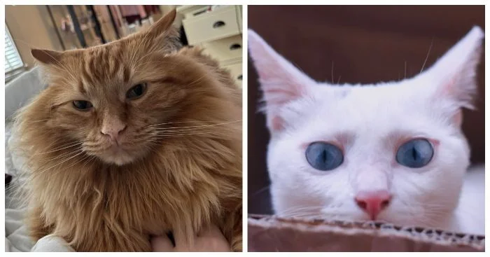 Кошачье презрение в самом очаровательном виде