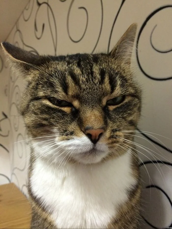 Кошачье презрение в самом очаровательном виде