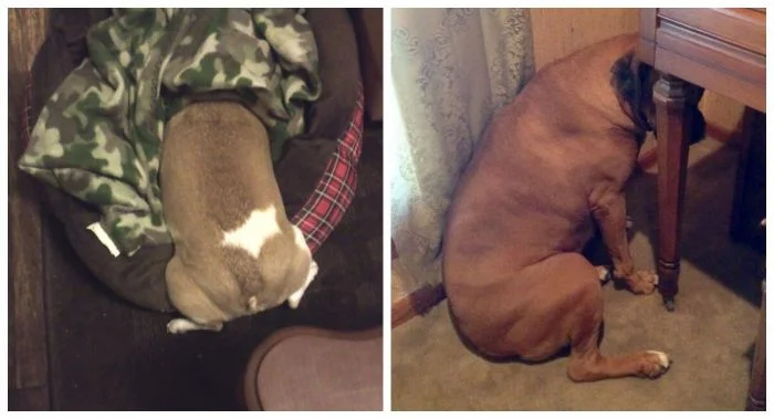 20 забавных пёсиков, которые натворили бед и решили замаскироваться