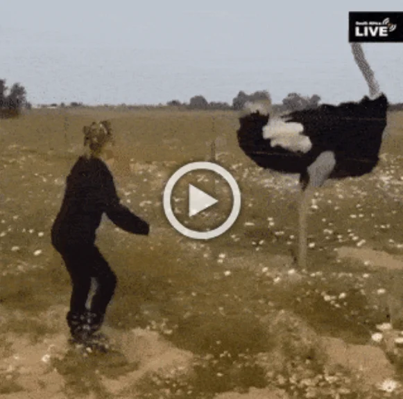 Новые гифки