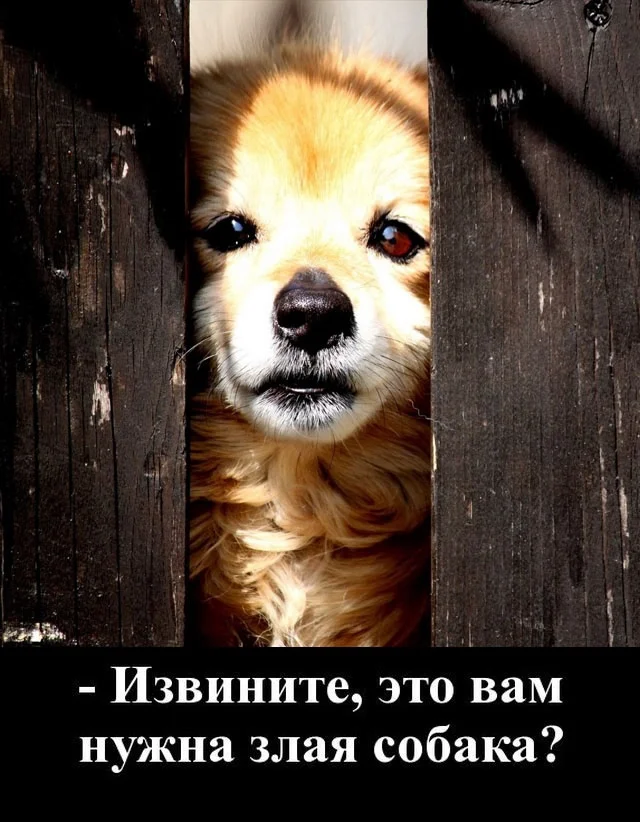 Хорошее настроение в ленту