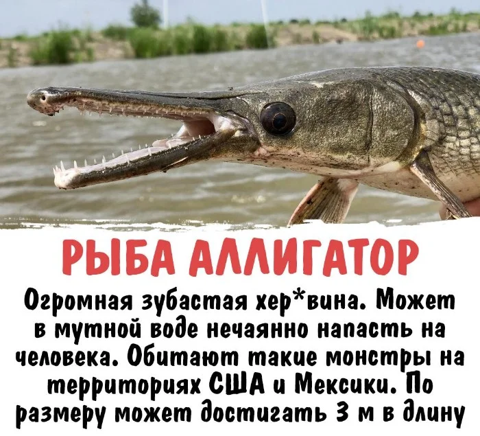 Интересная биология #19