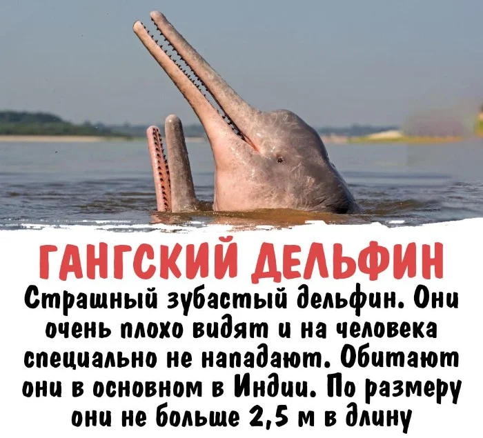 Интересная биология #20