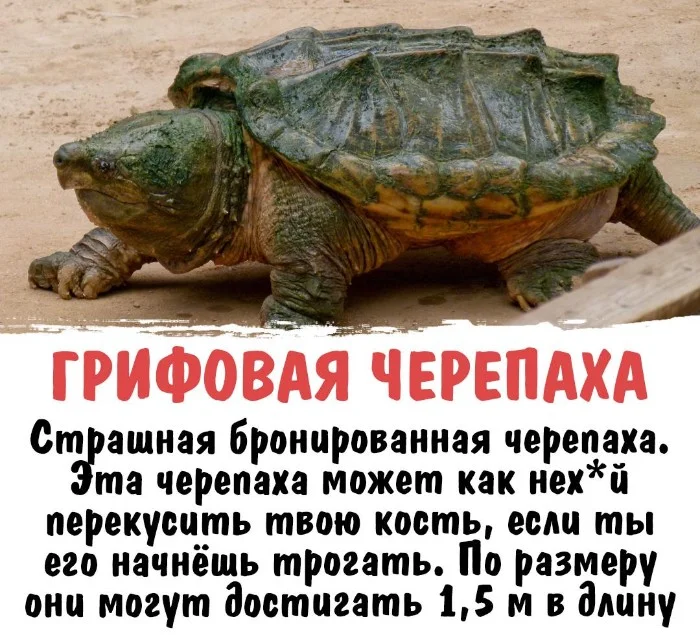 Интересная биология #21