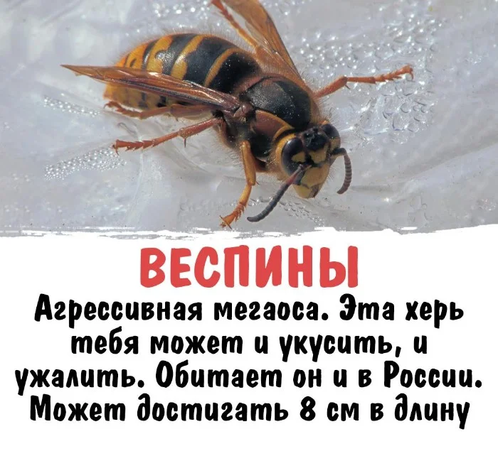 Интересная биология #23