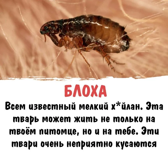 Интересная биология #26