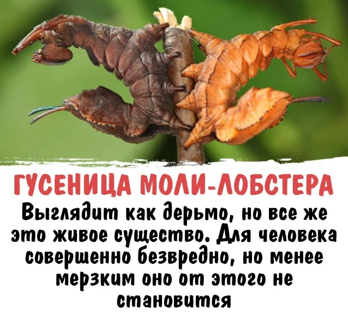 Интересная биология #28