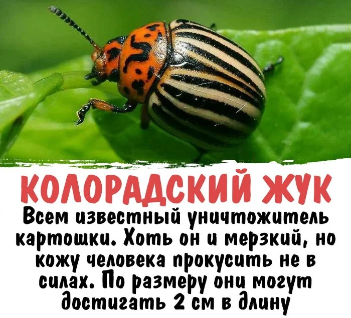 Интересная биология #32