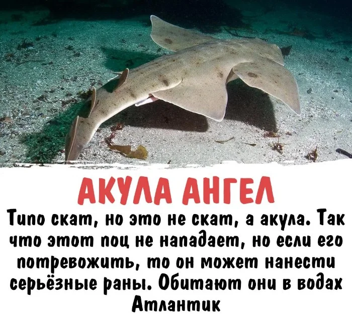 Интересная биология #32