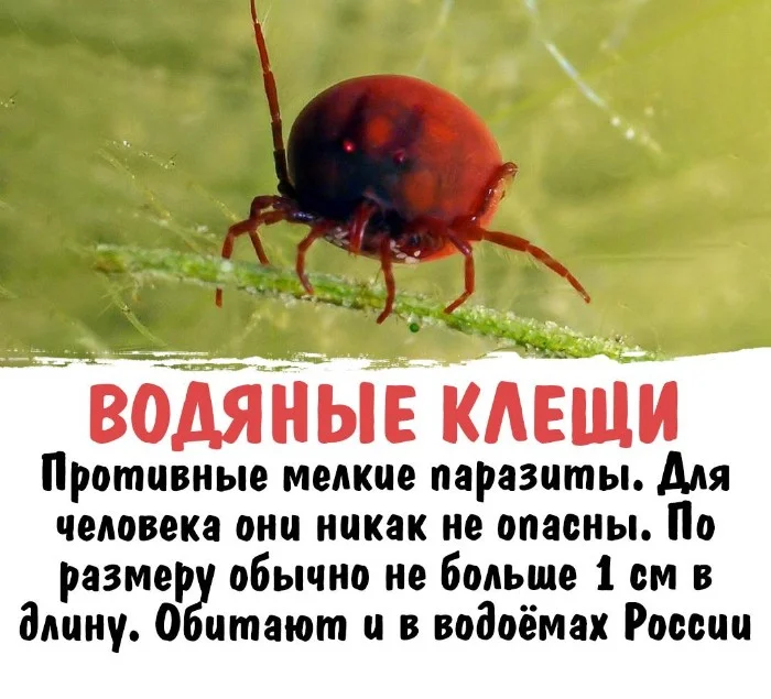 Интересная биология #33