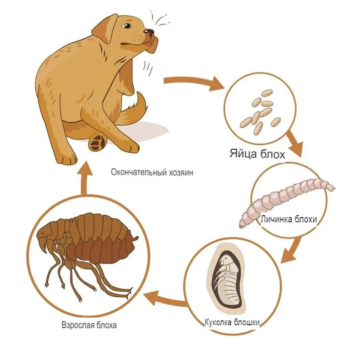Опасны ли укусы собачьих блох для человека и что от них ожидать?