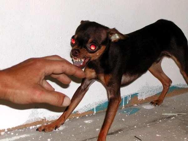 Маленькие, но злые: почему крошечные собаки агрессивнее и что их тревожит