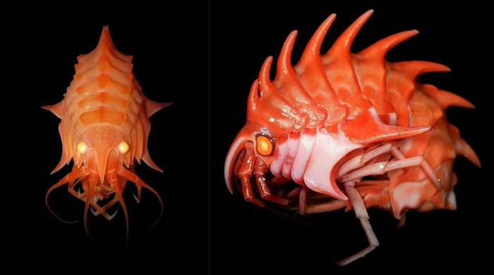 Эпимерии Антарктиды: раки, как с другой планеты