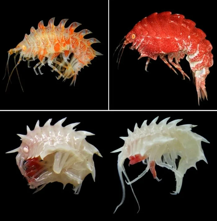 Эпимерии Антарктиды: раки, как с другой планеты