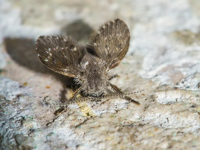 Бабочница в доме: предвестник проблем в канализации — что это значит?