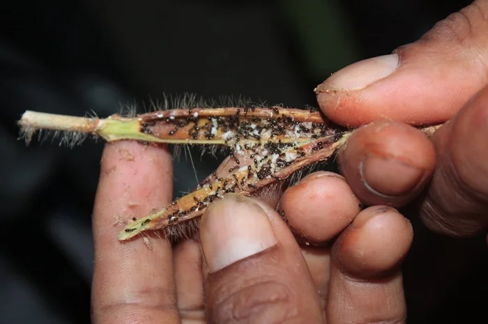 Лимонные муравьи: создают пустыню в лесу, выжигая всё живое