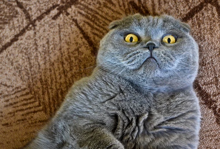 Железный характер британской кошки: готовьтесь к постоянному игнорированию