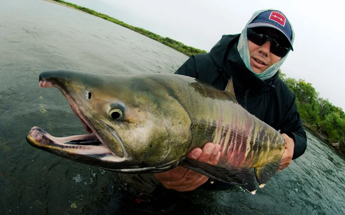 Кета: будьте осторожны при покупке, за рыбой скрывается хитрый обман