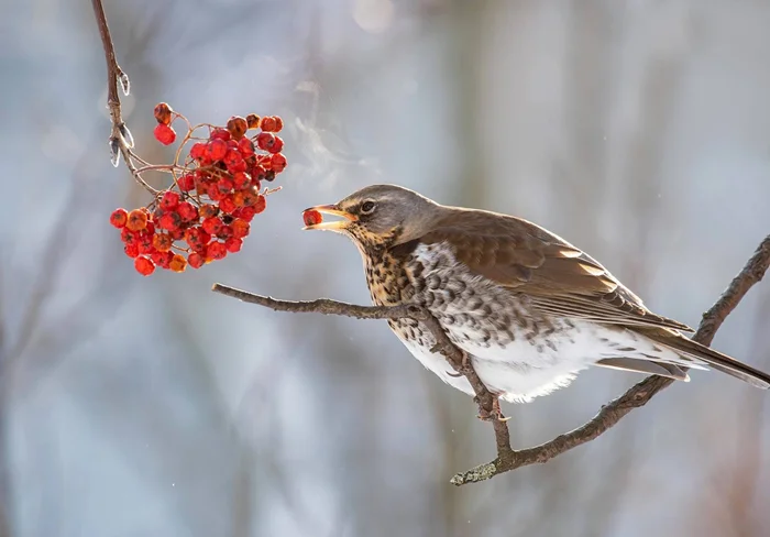 Как дрозд-рябинник унижает хищников: забавная и вонючая тактика