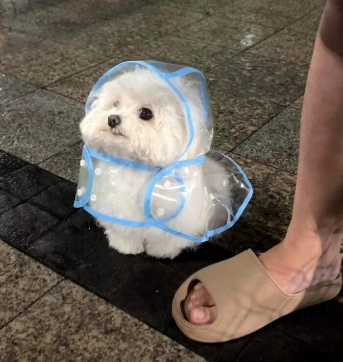 Секреты древней породы: 7 интересных фактов о мальтийской болонке