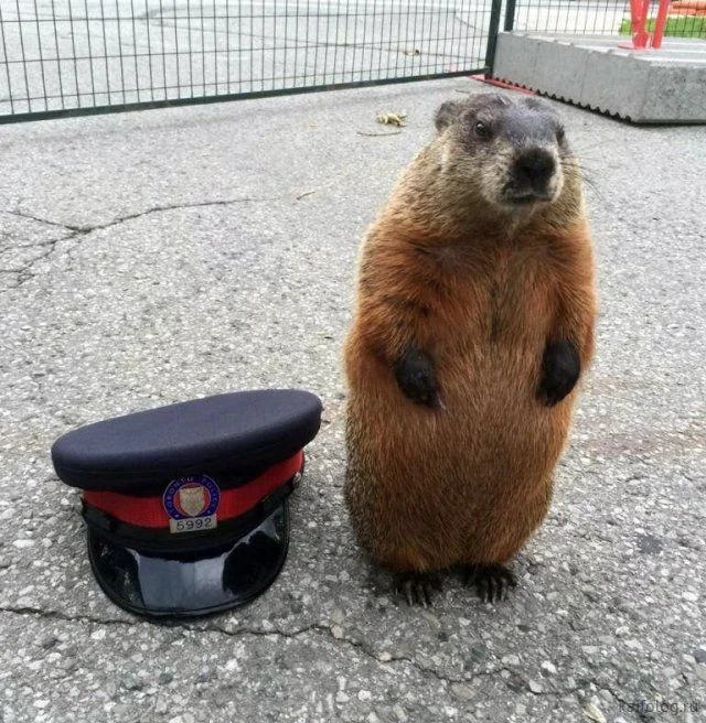 Бобры как уничтожители деревьев: какую пользу они приносят лесу?