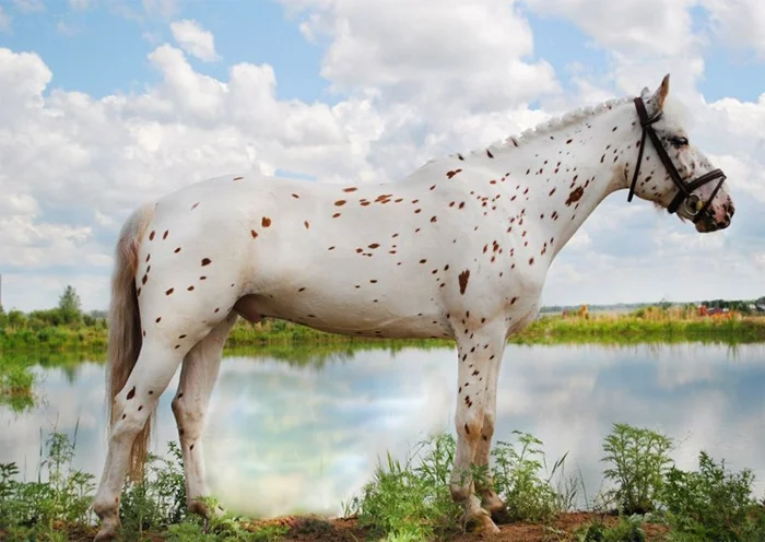 Мелочи быта в «Мёртвых душах», которые стоит заметить (Продолжение)