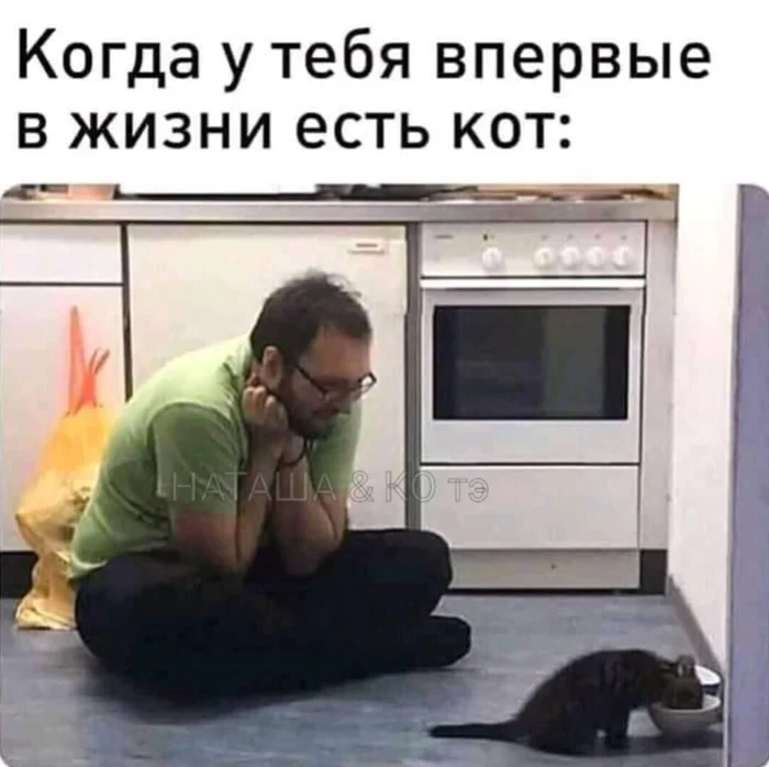 Микро юмор про котиков