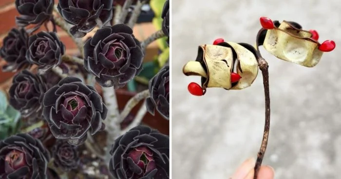 Растения с выдающимися чертами: 19 видов, которые сразу привлекают взгляд