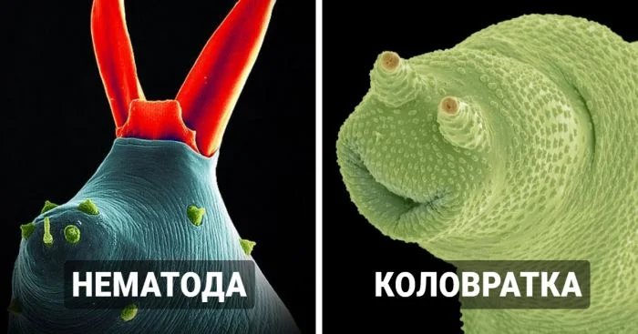 Удивительные существа под ногами: 16 макрофото, которые вы могли не замечать