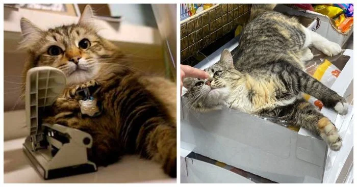 25 котиков, нашедших новое увлечение и добившихся в нём успеха