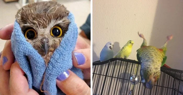 Когда птицы показали, что они самые харизматичные существа