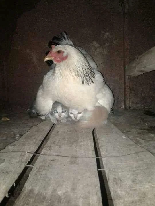 Когда птицы показали, что они самые харизматичные существа