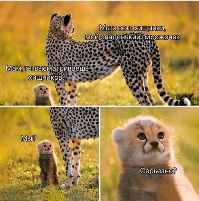 Скрины из соцсетей