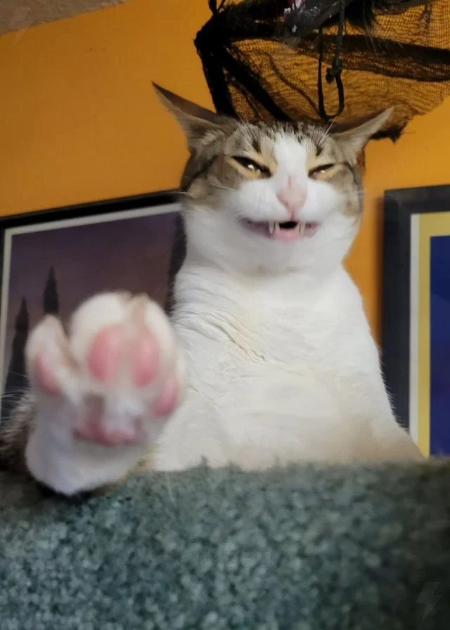 "Ы-ы-ы": подборка смешных кошачьих физиономий