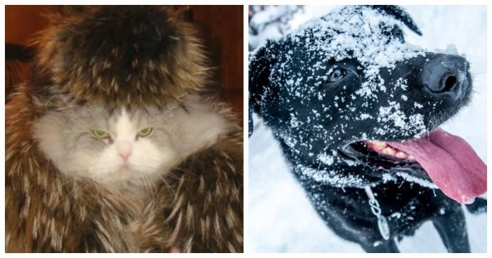 Эти домашние любимцы подготовились к зиме как профессионалы