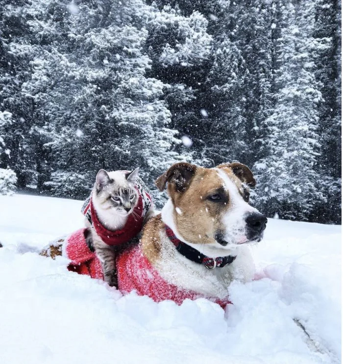 Эти домашние любимцы подготовились к зиме как профессионалы