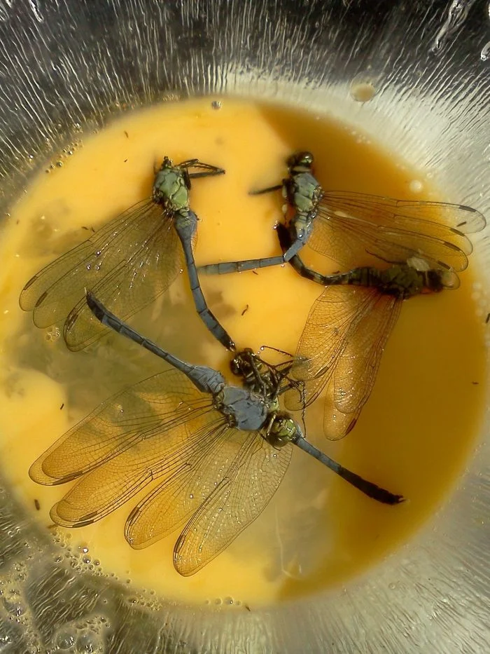 Необычные и омерзительные блюда, которые ценят в разных странах