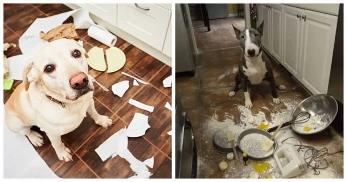 Забавные развлечения собак: 25 примеров, как питомцы справляются со скукой