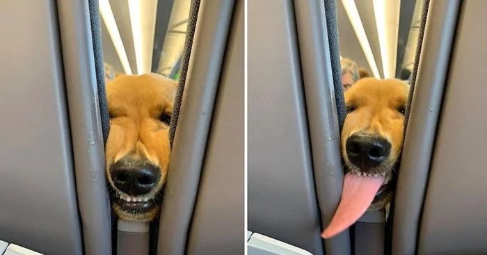 Забавные развлечения собак: 25 примеров, как питомцы справляются со скукой