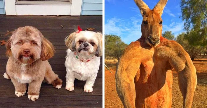 Удивительные фотографии животных с человеческими чертами