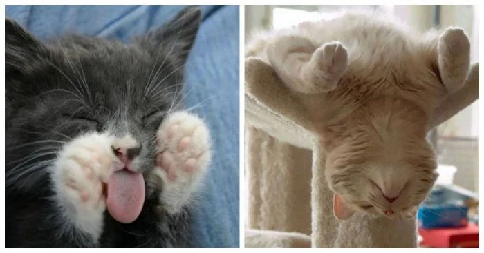 30 милых спящих пушистиков, пойманных в момент отдыха