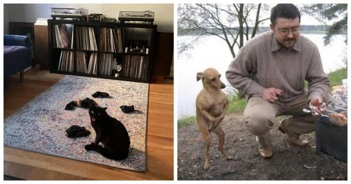 20 удивительных животных, чьи поступки остаются для нас загадкой