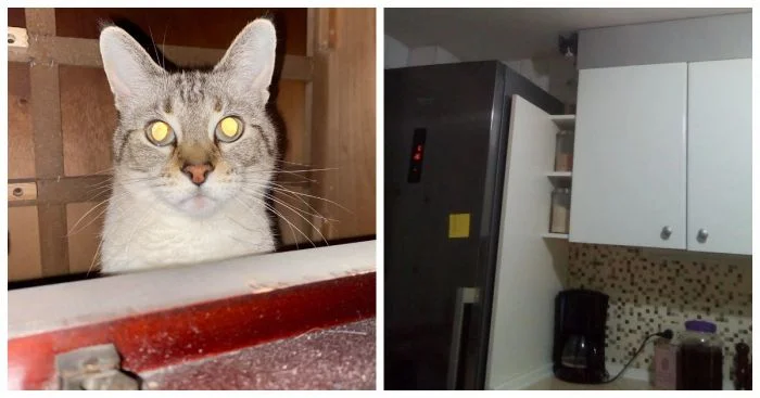 23 забавных котика, появляющихся в самых неожиданных местах