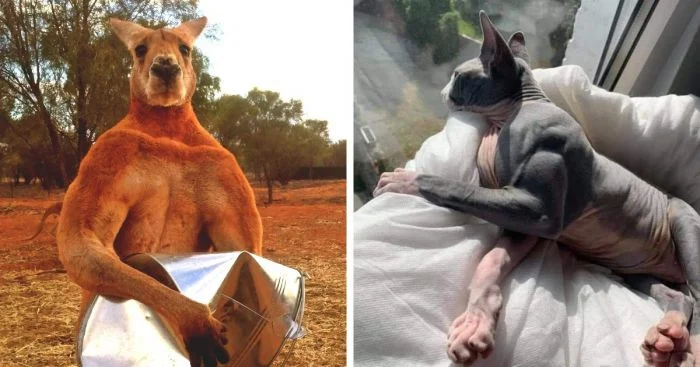 Животные с рельефной мускулатурой: 16 примеров природных качков